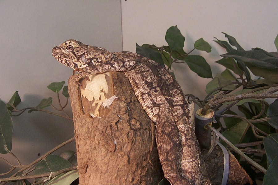 adult female frilly
