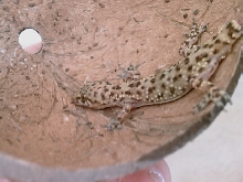 Unknown Gecko