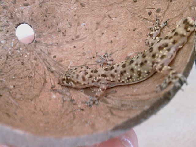 Unknown Gecko