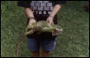 Iguana Profile
