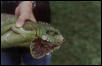 Iguana Head Profile