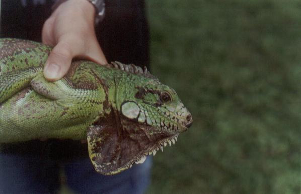 Iguana Head Profile