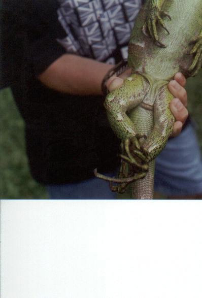 Iguana Femoral Pores