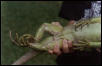 Iguana Femoral Pores 2