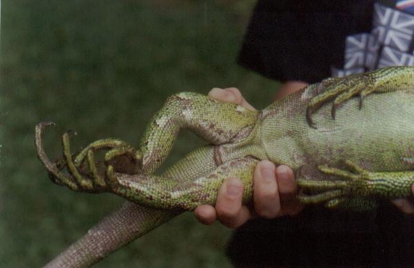 Iguana Femoral Pores 2