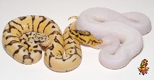 Desert Bee PH Pied and Desert Spider Pied
