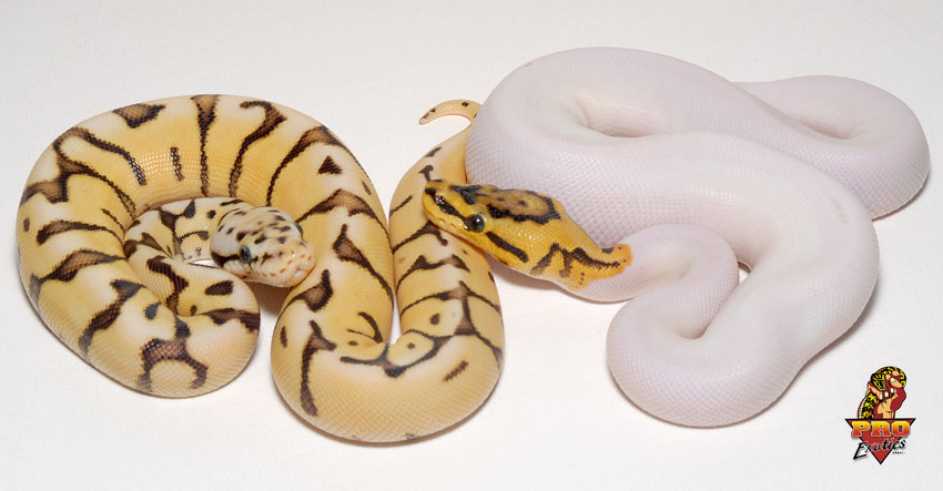 Desert Bee PH Pied and Desert Spider Pied