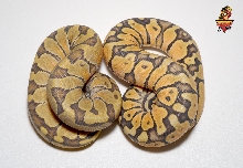 Enchi Ghost and Pastel Enchi Ghost