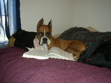 Boxer Studying