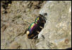 Texas Tiger beatle