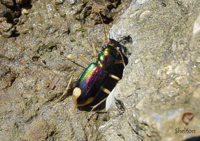 Texas Tiger beatle