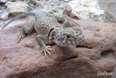 young female