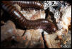 Desert Millipede