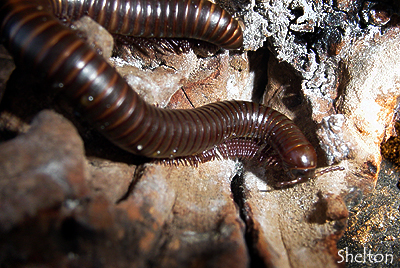 Desert Millipede