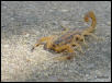 Scorpion from D/FW Texas