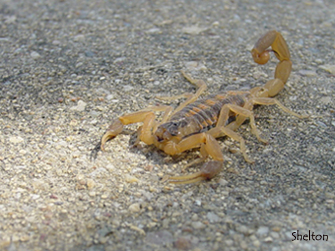 Scorpion from D/FW Texas