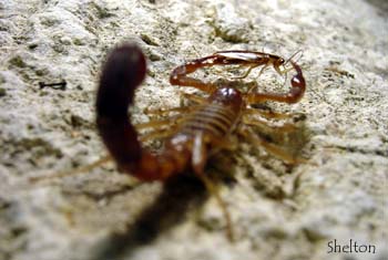 Pest control