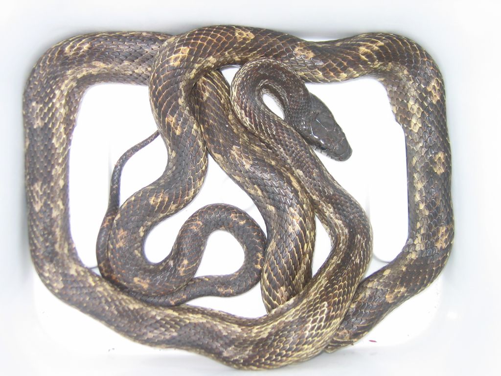 Trying to ID