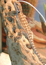 Zoe chiilin on her log