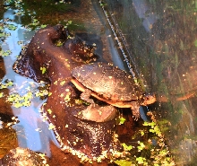 juv female basking