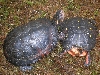 pair juvenile spotteds