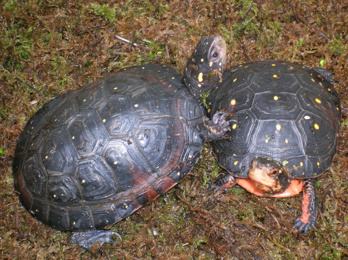 pair juvenile spotteds