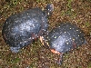 Male (left) & Female (right)