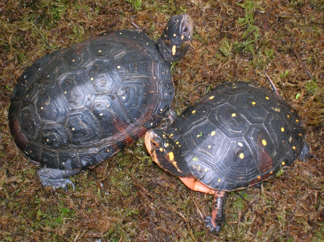 Male (left) & Female (right)