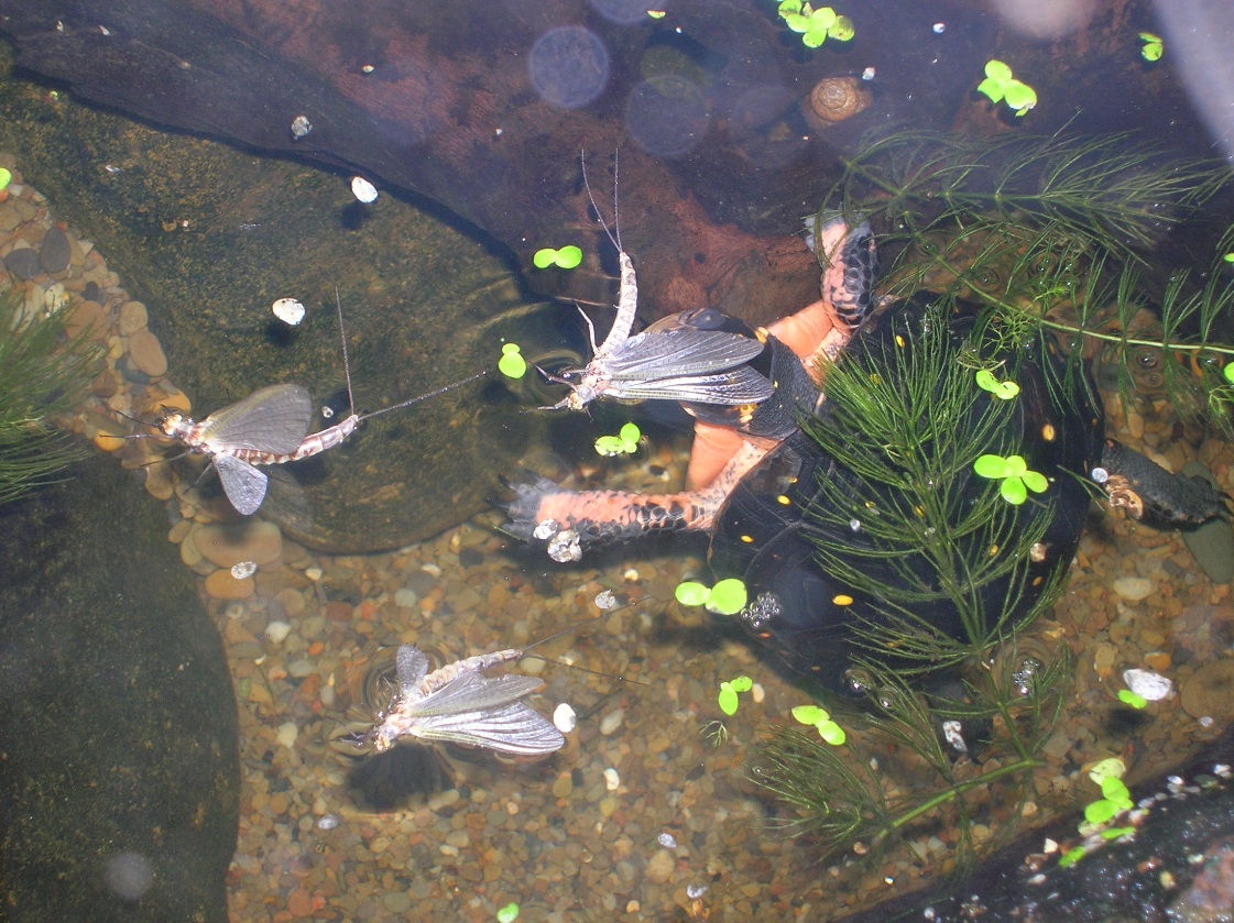 female feeding