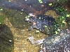 mayfly meal