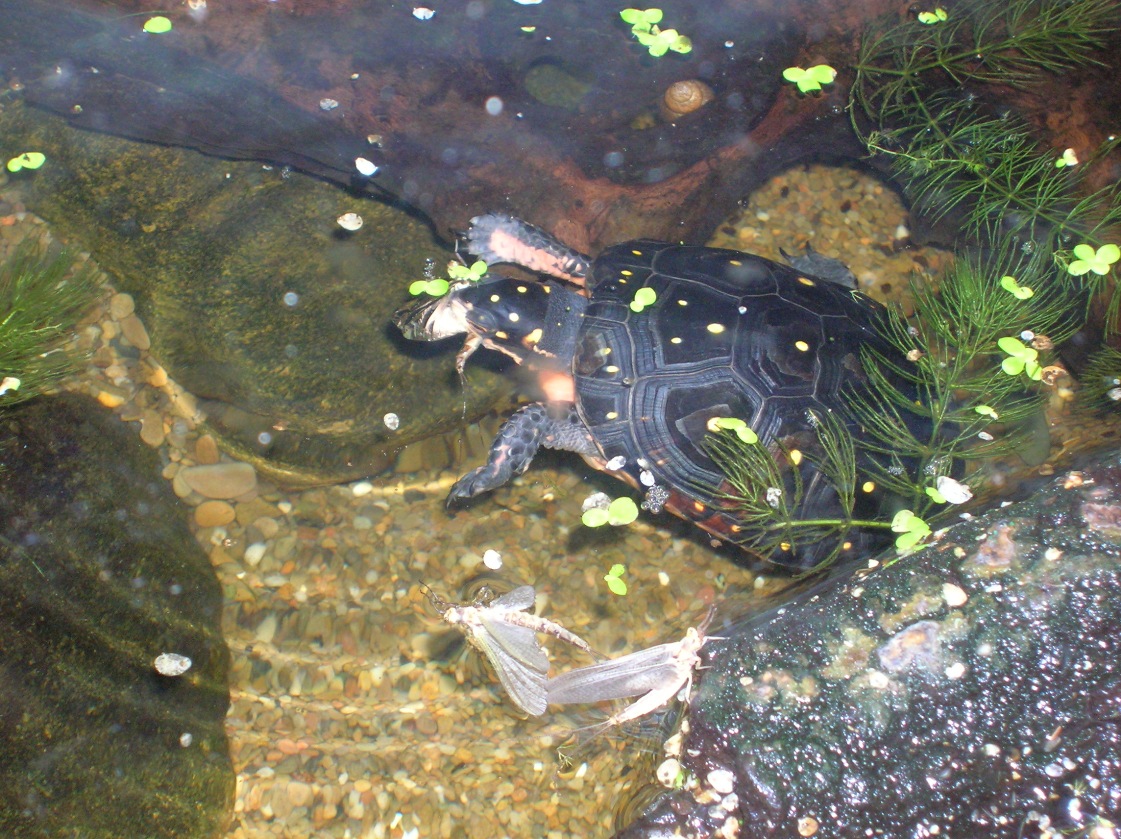 mayfly meal