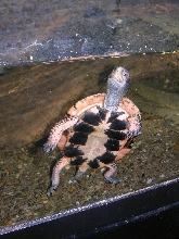 male ventral shot