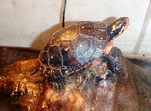 juv female basking
