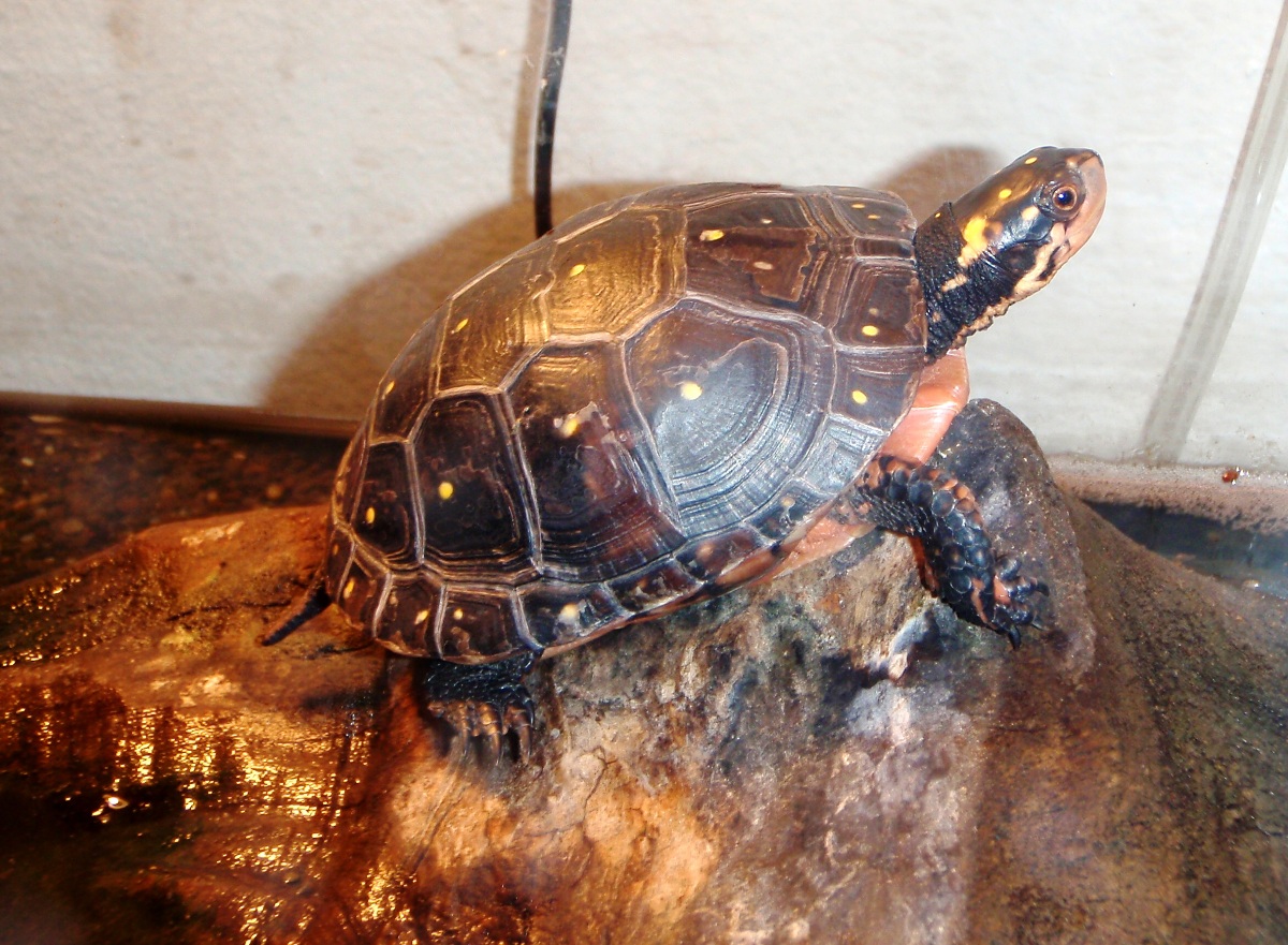 juv female basking