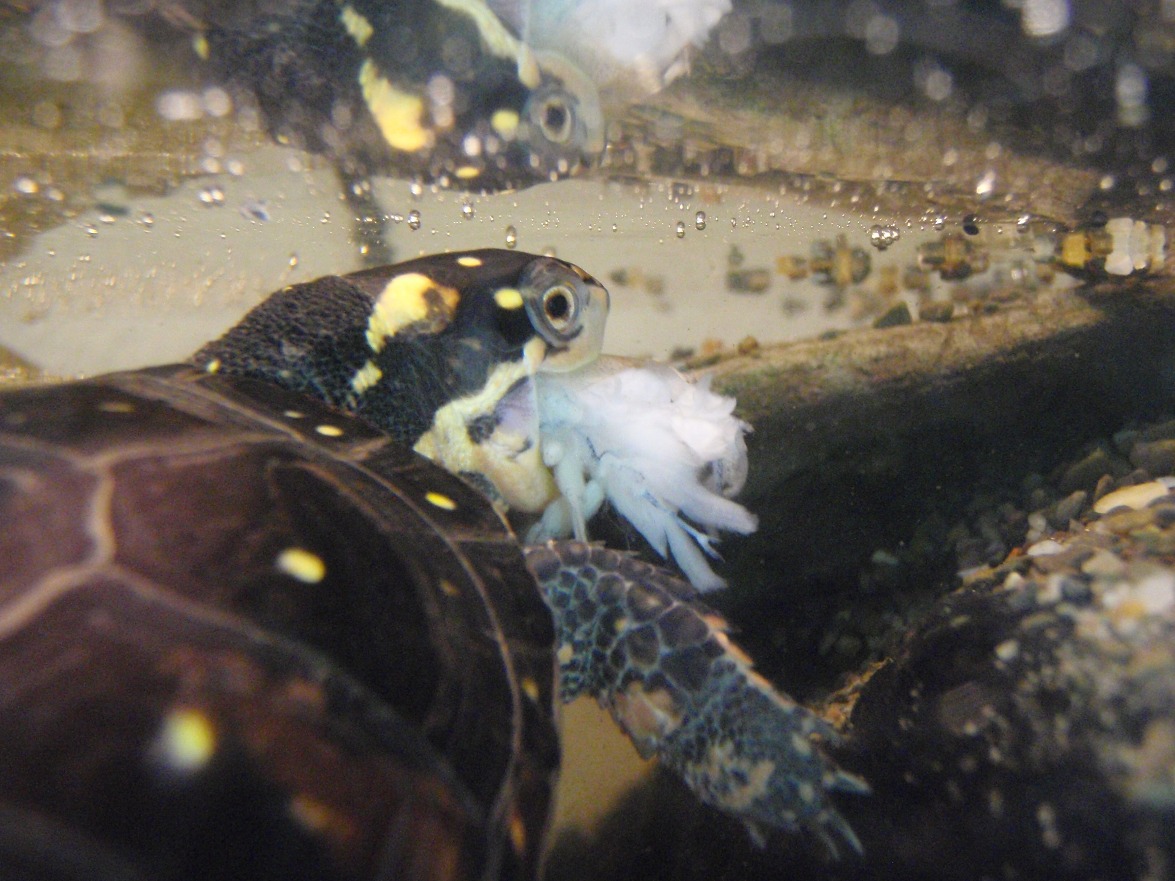 shrimp meal