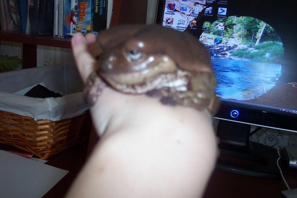 Ophie on my Hand