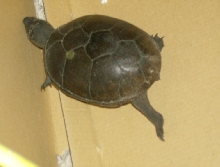 Turte box bog mud?