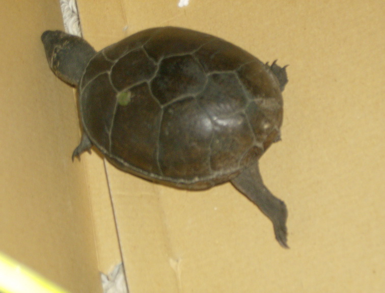 Turte box bog mud?