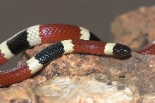 Arizona coral snake