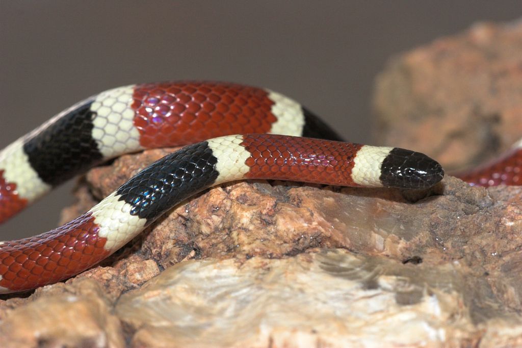 Arizona coral snake