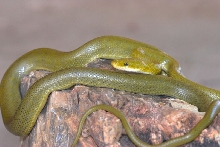 Adult Santa Ritas Green Rat