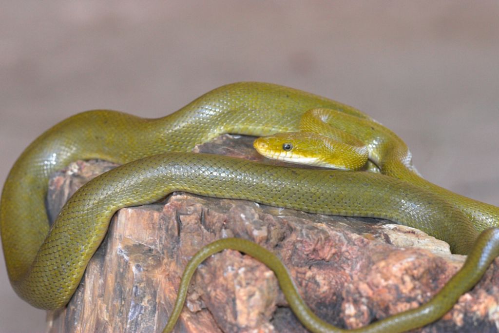 Adult Santa Ritas Green Rat