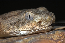 Tiger rattler