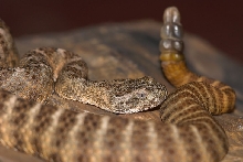 Tiger rattler