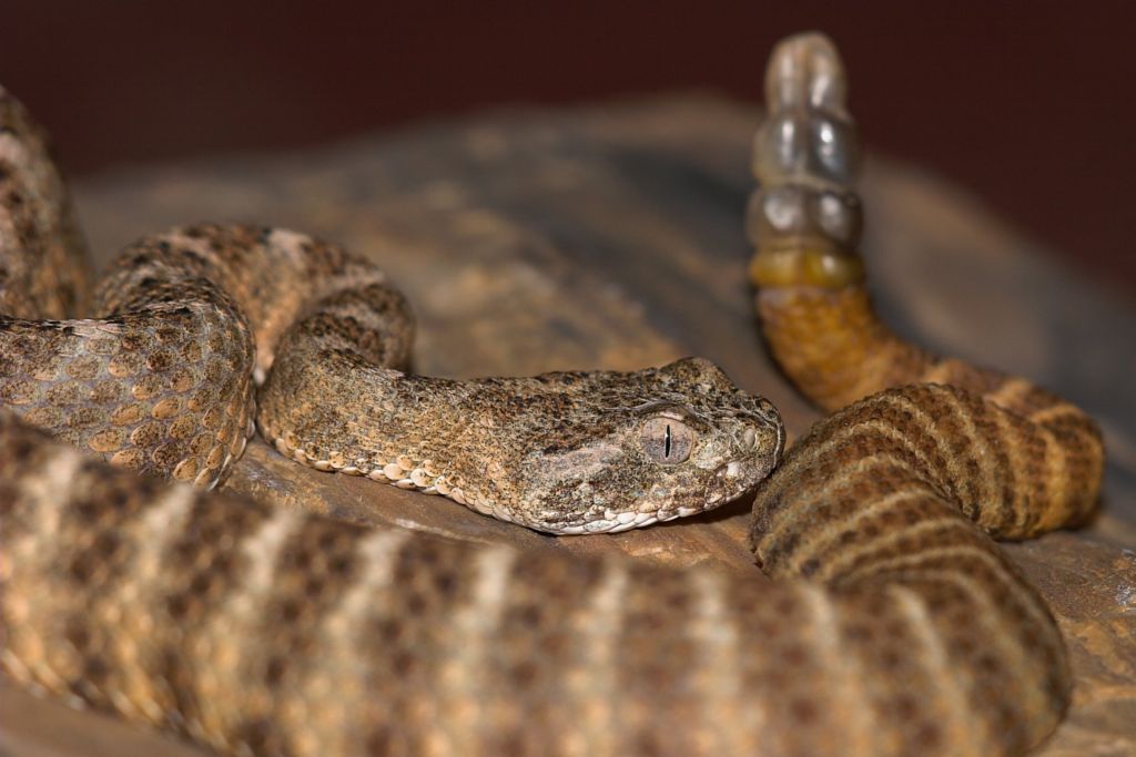 Tiger rattler