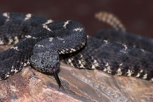 Arizona Black rattler