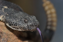 Arizona Black rattler