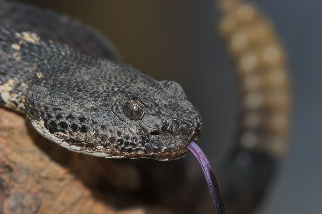Arizona Black rattler