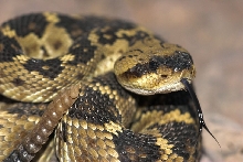 Black Tail Rattler