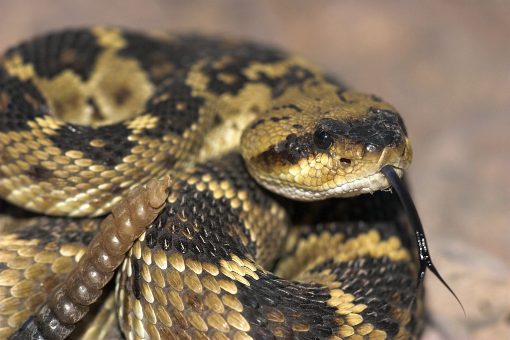 Black Tail Rattler